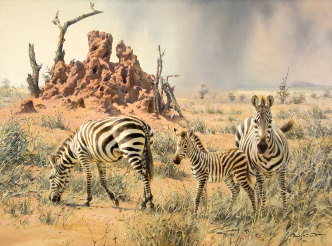 Zebra, Tsavo Rain
